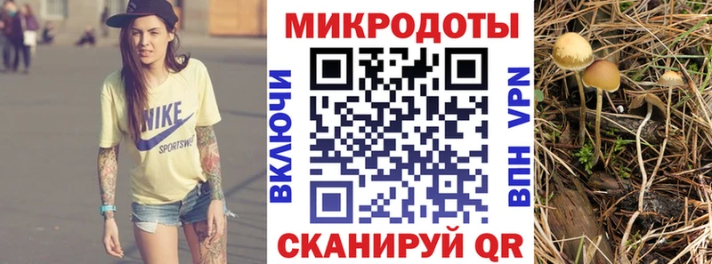 закладка  Михайлов  Псилоцибиновые грибы Psilocybe 